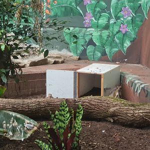 Javan mouse deer behind a log