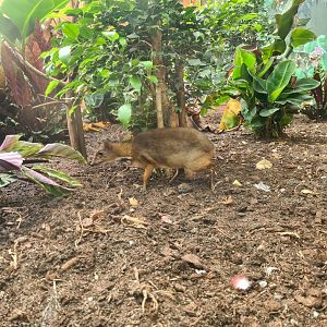 Javan mouse deer