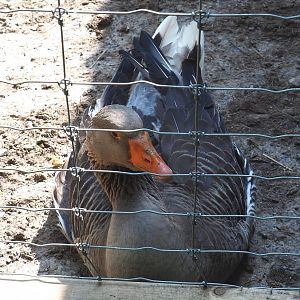 Domestic goose (Anser anser domesticus), 2021-05-29