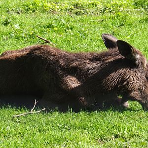 European moose cow (Alces alces alces), 2021-05-29