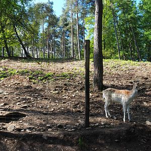 Common fallow deer, Scottish Highland cattle and Heck horse paddock, 2021-05-29