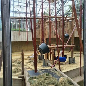 Bornean orangutan indoor enclosure