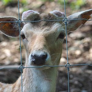 Common fallow deer (Dama dama), young buck, 2021-05-29
