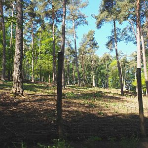 Common fallow deer, Scottish Highland cattle and Heck horse paddock, 2021-05-29