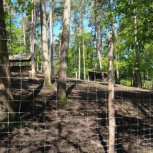 Common fallow deer, Scottish Highland cattle and Heck horse paddock, 2021-05-29
