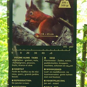 Wildlife signage - Eurasian red squirrel, 2021-05-29
