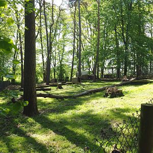 Striped skunk exhibit, 2021-05-29