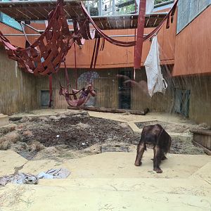 Bornean orangutan indoor enclosure