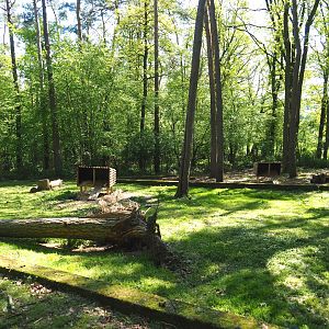 Striped skunk exhibit, 2021-05-29