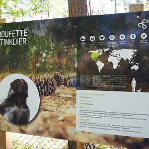 Striped skunk signage, 2021-05-29