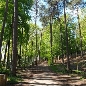 Trail between the Eurasian lyxn exhibit and the Sika deer/Yak/Llama paddock, 2021-05-29