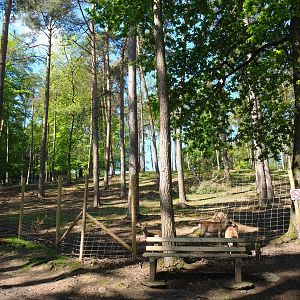 Sika deer, Yak and Llama paddock, 2021-05-29
