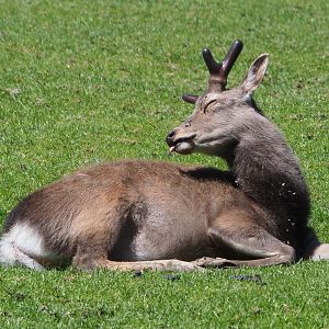 Sika deer buck (Cervus nippon), 2021-05-29