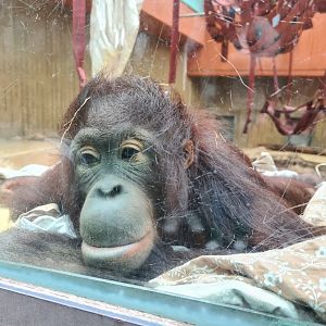 Bornean orangutan indoor enclosure