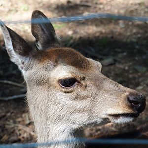 Sika deer doe (Cervus nippon), 2021-05-29