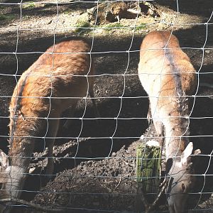 Sika deer does (Cervus nippon), 2021-05-29