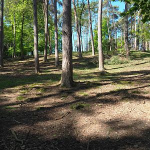 Sika deer, Yak and Llama paddock, 2021-05-29