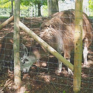 Sika deer doe (Cervus nippon) and Llama (Lama glama), 2021-05-29