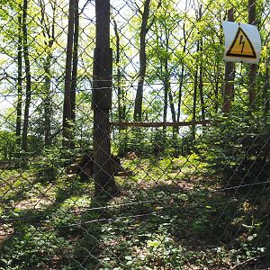 Eurasian lynx exhibit, 2021-05-29