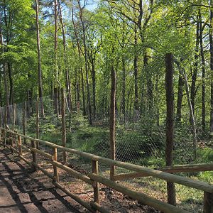 Eurasian lynx exhibit, 2021-05-29