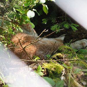 Sleeping Eurasian lynx (Lynx lynx lynx), 2021-05-29