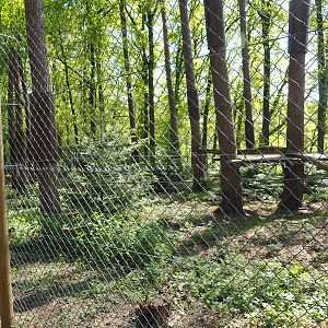 Eurasian lynx exhibit, 2021-05-29