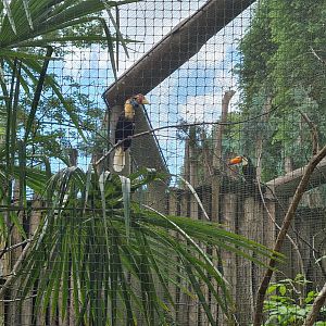Toucan aviaries - beak brothers