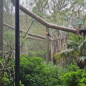 Toucan aviaries - Toco toucan