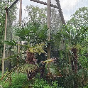 Toucan aviaries - Palm trees