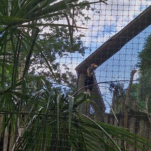 Toucan aviaries - Knobbed hornbill