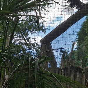 Toucan aviaries - Knobbed hornbill
