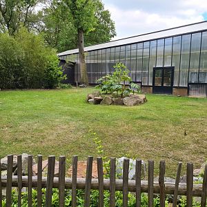 Aldabra giant tortoise - outside yard