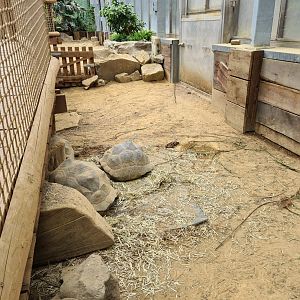 Aldabra giant tortoise greenhouse - medium-sized juveniles