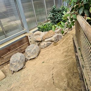 Aldabra giant tortoise greenhouse - medium-sized juveniles