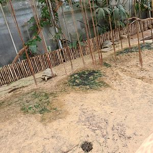 Aldabra giant tortoise greenhouse - small juveniles