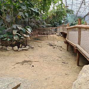 Aldabra giant tortoise greenhouse - small juveniles