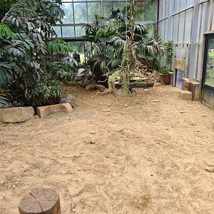 Aldabra giant tortoise greenhouse - Large tortoises