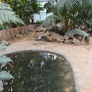 Aldabra giant tortoise greenhouse - Large tortoises