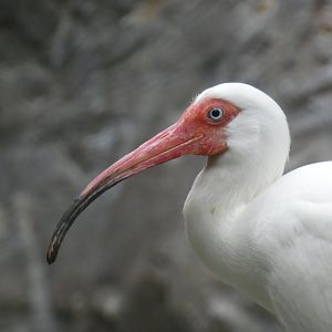 White Ibis, The Swamp - Jun. 2021