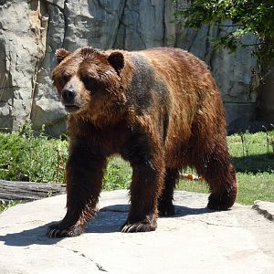 Grizzly, Great Bear Wilderness - Jun. 2021