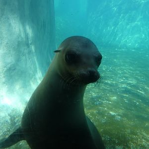 Sea Lion, Pinniped Point - Jun. 2021