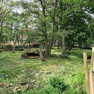 Siberian tiger exhibit