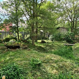 Siberian tiger exhibit