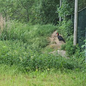 Southern ground hornbill