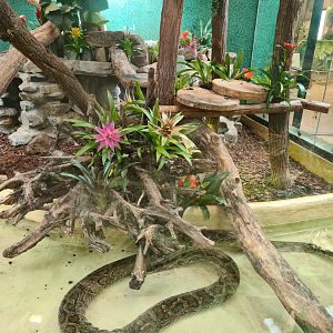 Tropical house - Burmese python