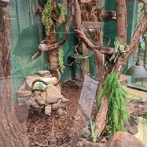 Urucu - Cuban tree boa