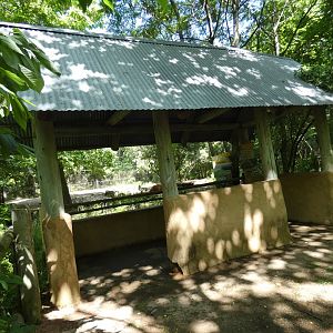 Red River Hog Exhibit Viewing Shelter, Habitat Africa, The Forest - Jun. 2021