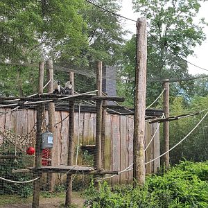 Roloway monkey exhibit