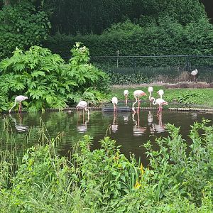 European flamingo