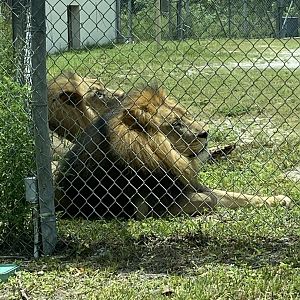 African Lion (Panthera leo)